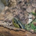 Snake Head